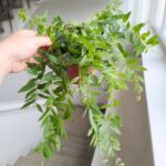 Aeschynanthus Japhrolepis / Eszynanthus - obrazek 2