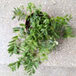 Aeschynanthus Japhrolepis / Eszynanthus - obrazek 6