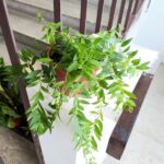 Aeschynanthus Japhrolepis / Eszynanthus - obrazek 5