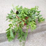 Aeschynanthus Japhrolepis / Eszynanthus