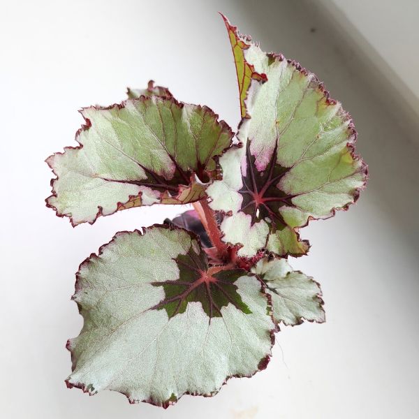 begonia laccadive (1) Begonia Rex Laccadive - obrazek 1