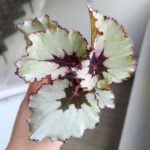 Begonia Rex Laccadive - obrazek 6