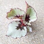 Begonia Rex Laccadive - obrazek 5