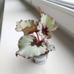 Begonia Rex Laccadive - obrazek 4