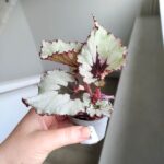 Begonia Rex Laccadive - obrazek 3