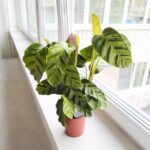 Calathea / Kalatea GreenStar - obrazek 2