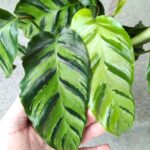 Calathea / Kalatea GreenStar - obrazek 8