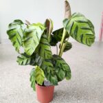 Calathea / Kalatea GreenStar
