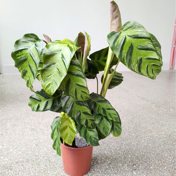 calathea kalatea greenstar (3) Calathea / Kalatea GreenStar - obrazek 1