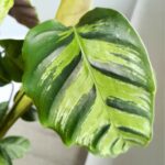 Calathea / Kalatea GreenStar - obrazek 5