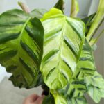 Calathea / Kalatea GreenStar - obrazek 6