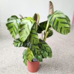Calathea / Kalatea GreenStar - obrazek 4
