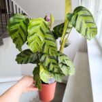 Calathea / Kalatea GreenStar - obrazek 3