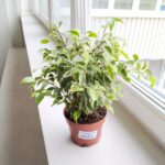 Ficus / Fikus benjamina kinky - obrazek 2