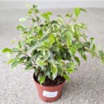 Ficus / Fikus benjamina kinky