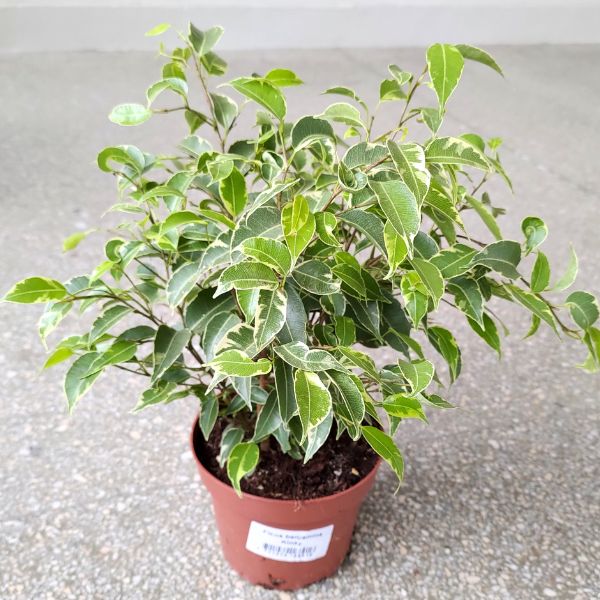 fikus ficus benjamina kinky (2) Ficus / Fikus benjamina kinky - obrazek 1