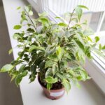 Ficus / Fikus benjamina kinky - obrazek 5