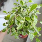 Ficus / Fikus benjamina kinky - obrazek 4