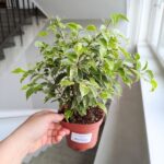 Ficus / Fikus benjamina kinky - obrazek 3