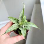 Sansewieria / Sansevieria Cinta - obrazek 5
