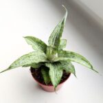 Sansewieria / Sansevieria Cinta - obrazek 4
