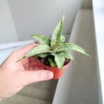 Sansewieria / Sansevieria Cinta - obrazek 8