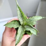 Sansewieria / Sansevieria Cinta - obrazek 7