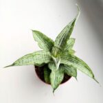 Sansewieria / Sansevieria Cinta
