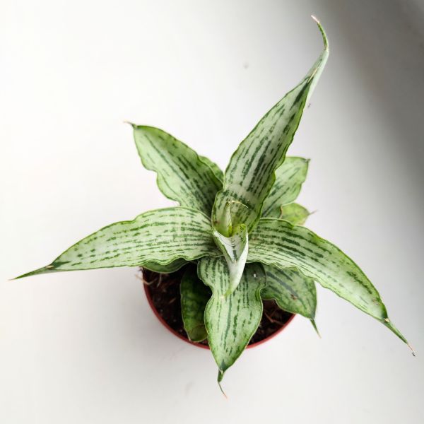 sansevieria sansewieria cinta (5) Sansewieria / Sansevieria Cinta - obrazek 1