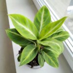 Skrzydłokwiat / Spathiphyllum Silver Streak - obrazek 2