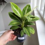 Skrzydłokwiat / Spathiphyllum Silver Streak - obrazek 7