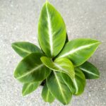 Skrzydłokwiat / Spathiphyllum Silver Streak