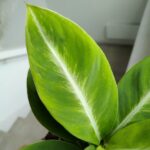 Skrzydłokwiat / Spathiphyllum Silver Streak - obrazek 5