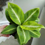 Skrzydłokwiat / Spathiphyllum Silver Streak - obrazek 4