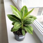 Skrzydłokwiat / Spathiphyllum Silver Streak - obrazek 3