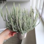 Calluna Wrzos - obrazek 5