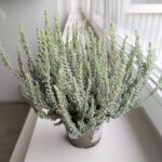 Calluna Wrzos - obrazek 3