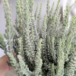Calluna Wrzos - obrazek 4