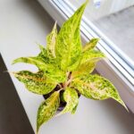 Aglaonema Avocado Sprinkles - obrazek 2