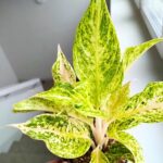 Aglaonema Avocado Sprinkles - obrazek 5