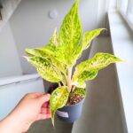 Aglaonema Avocado Sprinkles - obrazek 4