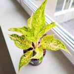 Aglaonema Avocado Sprinkles
