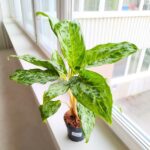 Aglaonema Peacock - duża sadzonka - obrazek 2