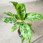 Aglaonema Peacock - duża sadzonka - obrazek 7