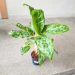 Aglaonema Peacock - duża sadzonka - obrazek 6