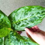 Aglaonema Peacock - duża sadzonka - obrazek 5