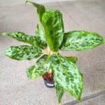 Aglaonema Peacock - duża sadzonka