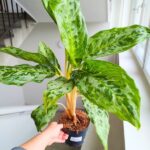 Aglaonema Peacock - duża sadzonka - obrazek 3