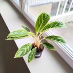 Aglaonema Summer Breeze - obrazek 2