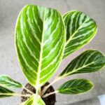 Aglaonema Summer Breeze - obrazek 6